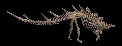 What did Kentrosaurus look like?