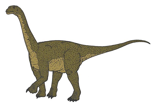 Camarasaurus