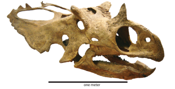 Utahceratops