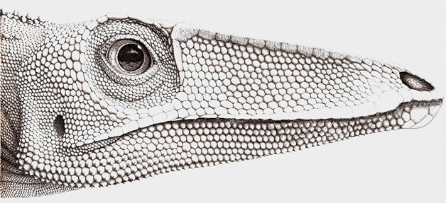 Coelophysis