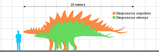 How big was Stegosaurus?