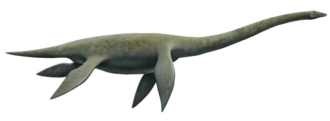 Plesiosaurs