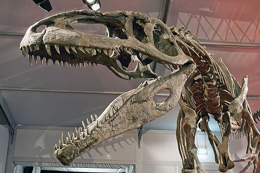 Giganotosaurus skeleton