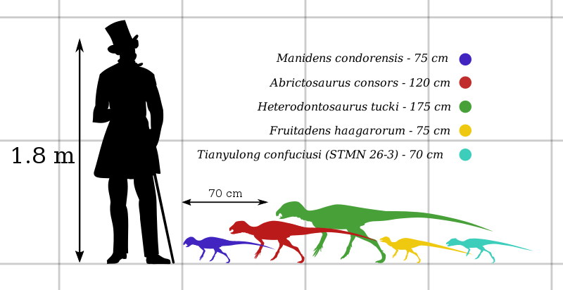 Heterodontosauridae_Size