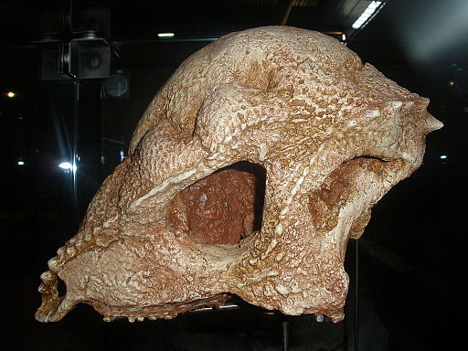 Prenocephale Skull